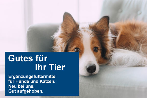 Hund liegt auf der Couch Hund liegt auf der Couch
