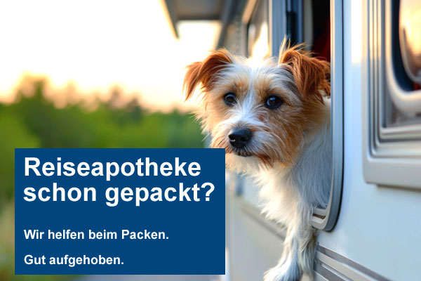 Hund guckt aus Wohnwagenfenster Hund guckt aus Wohnwagenfenster